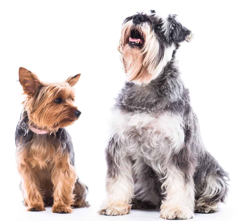 Happy Yorkie and schnauzer sitting waiting patiently side by side on a white background with the schnauzer looking up towards blank white copyspace