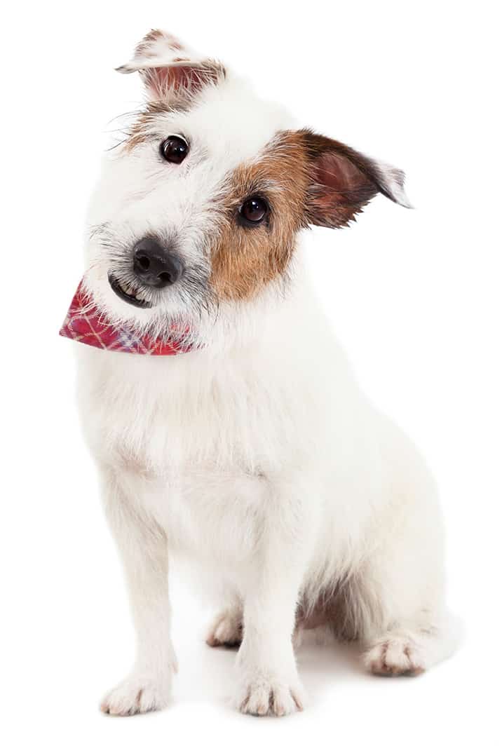 Puppy  jack russel terrier dog on the white background