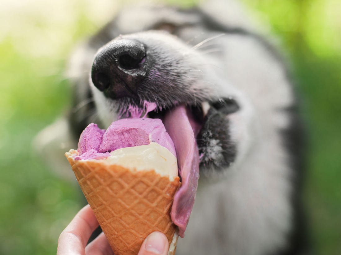 Strawberry Banana Doggy Ice Cream Class Wag Wins