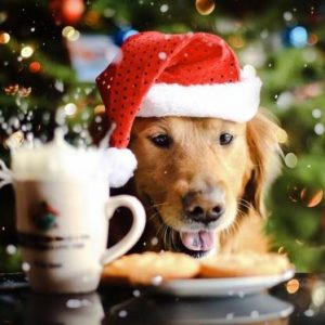 Dog Christmas Treats